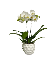 Picture of White Orchid