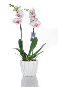 Picture of Orchid White - Fuchsia 