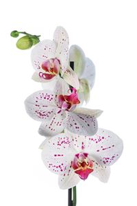 Picture of Orchid White - Fuchsia 