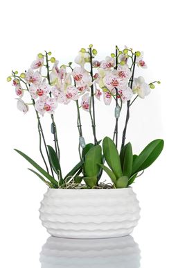 Picture of Orchid White - Fuchsia 