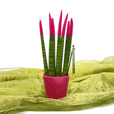 Picture of Sansiveria Fuchsia