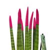 Picture of Sansiveria Fuchsia