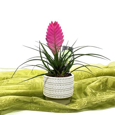 Picture of Tilancia 