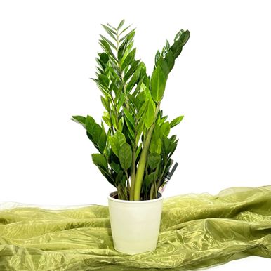 Picture of Large Zamioculcas