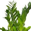 Picture of Large Zamioculcas