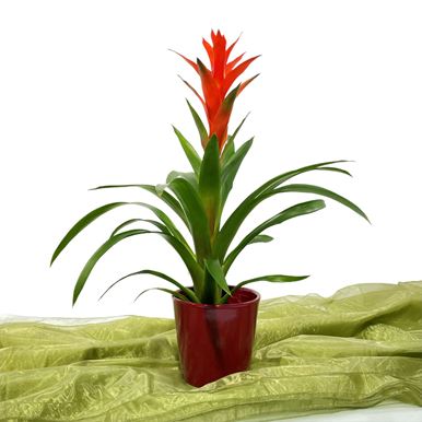 Picture of Large Guzmania 