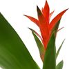 Picture of Large Guzmania 