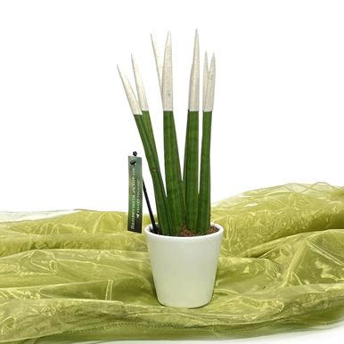 Picture of Sansiveria White