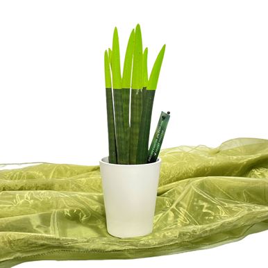 Picture of Green Sansevieria