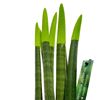 Picture of Green Sansevieria